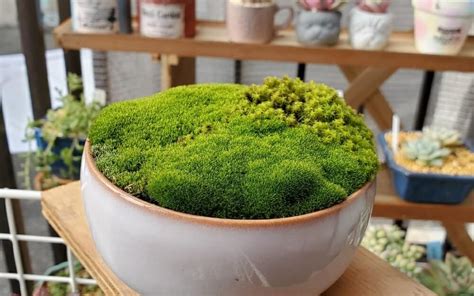 苔蘚盆景|苔盆栽の作り方｜育て方は難しい？水やりや植え替え 